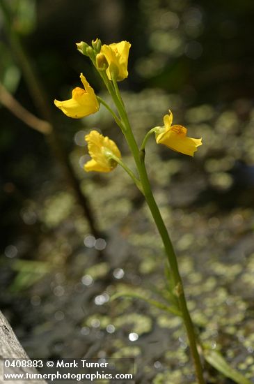 Large-root Bladderwort