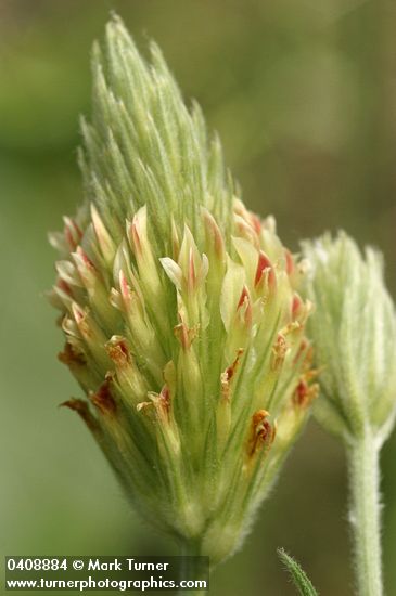 Plumed Clover blossom detail