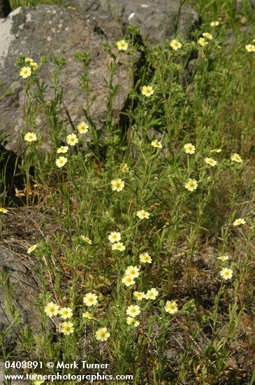 Sulphur Cinquefoil