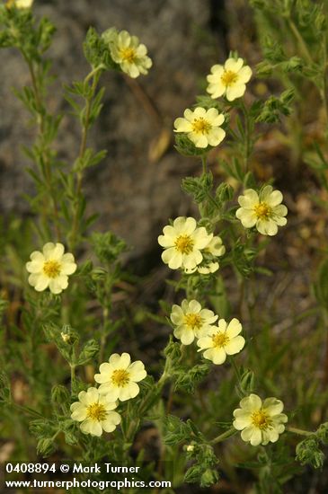 Sulphur Cinquefoil blossoms & foliage