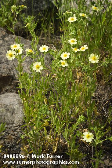Sulphur Cinquefoil