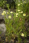Sulphur Cinquefoil