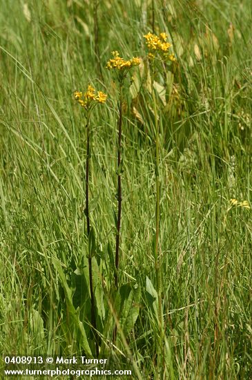 Sweet Marsh Groundsel