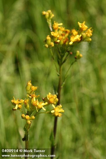 Sweet Marsh Groundsel blossoms