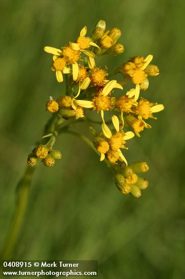 Sweet Marsh Groundsel blossoms