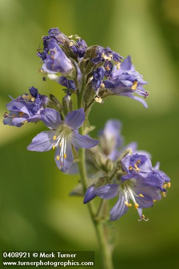Western Jacob's Ladder blossoms detail