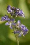 Western Jacob's Ladder blossoms detail