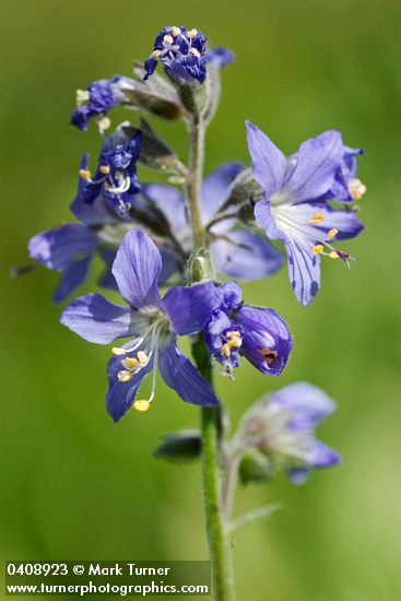 Western Jacob's Ladder blossoms detail