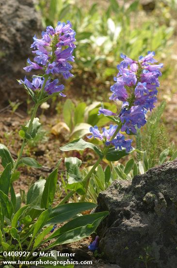 Blue Mountain Penstemon