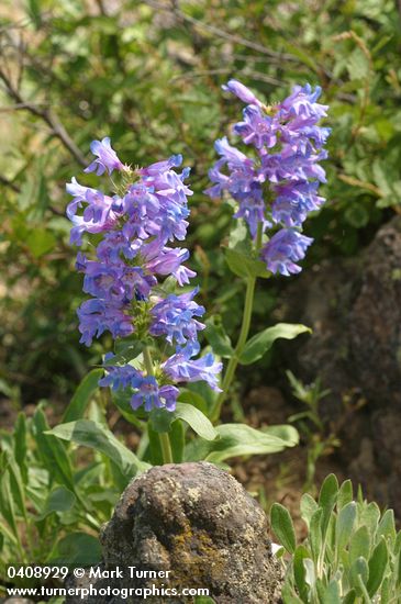 Blue Mountain Penstemon