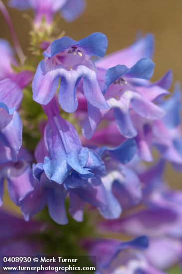 Blue Mountain Penstemon blossoms detail