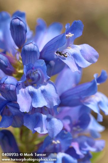 Blue Mountain Penstemon blossoms detail