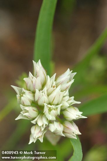 Brandegee's Onion blossoms detail