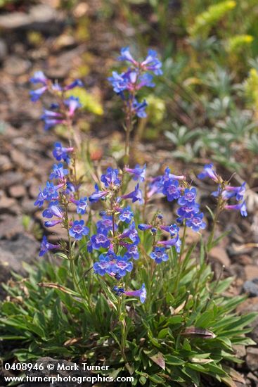 Taper-leaved Penstemon