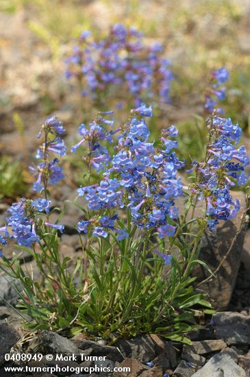 Taper-leaved Penstemon
