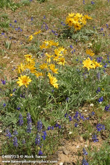Hoary Balsamroot w/ Upland Larkspur