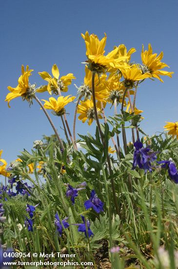 Hoary Balsamroot w/ Upland Larkspur against blue sky