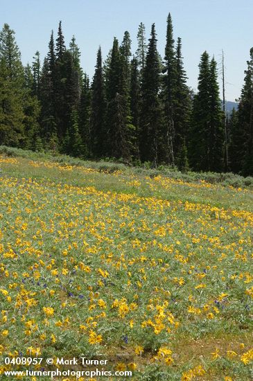 Hoary Balsamroot in meadow