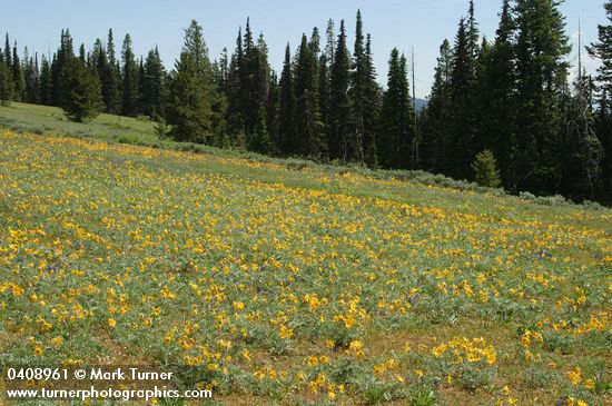 Hoary Balsamroot in meadow
