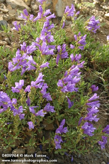 Shrubby Penstemon