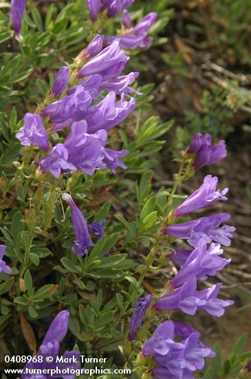 Shrubby Penstemon