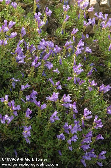 Shrubby Penstemon