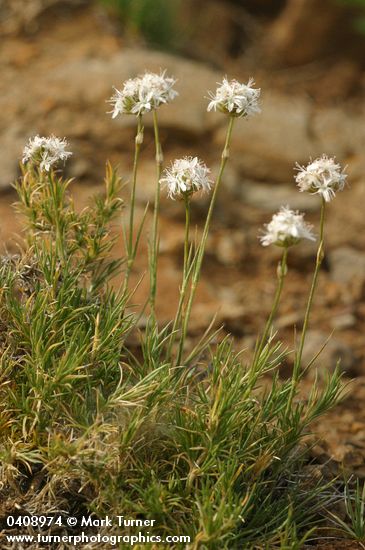 Ballhead Sandwort