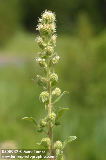 Varied-leaf Phacelia