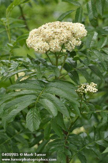Cascade Mountain-ash blossoms & foliage