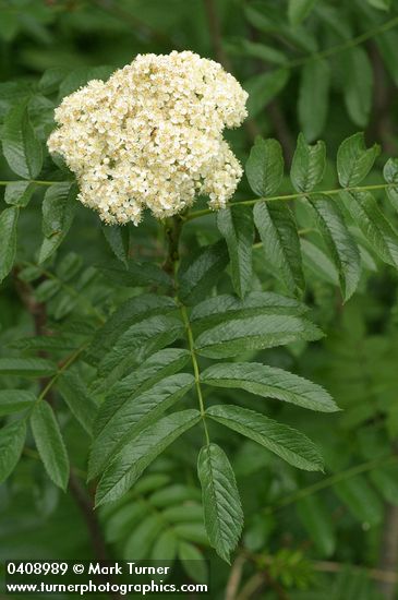 Cascade Mountain-ash blossoms & foliage