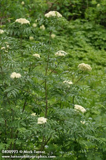 Cascade Mountain-ash