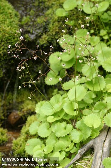 Brook Saxifrage