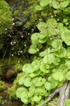 Brook Saxifrage