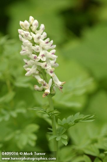 Sierra Corydalis blossoms & foliage detail