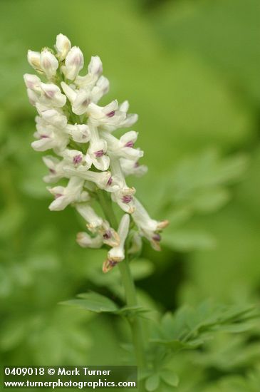 Sierra Corydalis blossoms & foliage detail