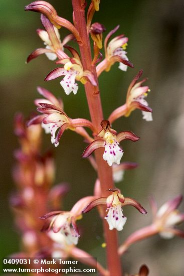 Spotted Coralroot blossoms