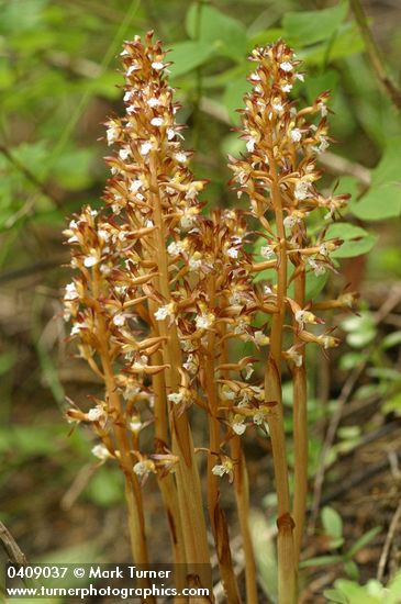 Spotted Coralroot (yellow form)