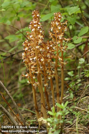 Spotted Coralroot (yellow form)