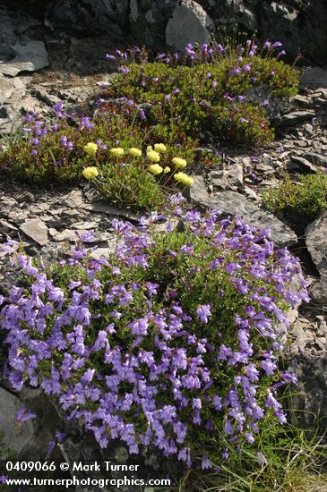 Shrubby Penstemon w/ Sulphur Eriogonum