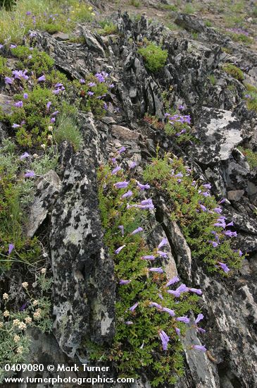 Shrubby Penstemon on rocky ridge