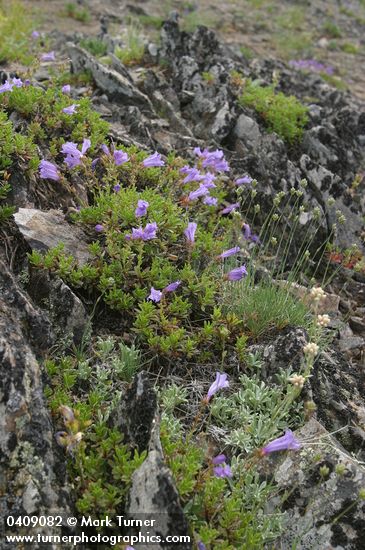 Shrubby Penstemon on rocky ridge
