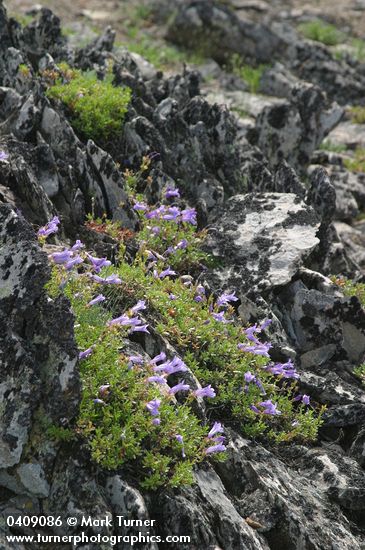 Shrubby Penstemon on rocky ridge