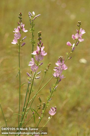 Salt Spring Checkerbloom