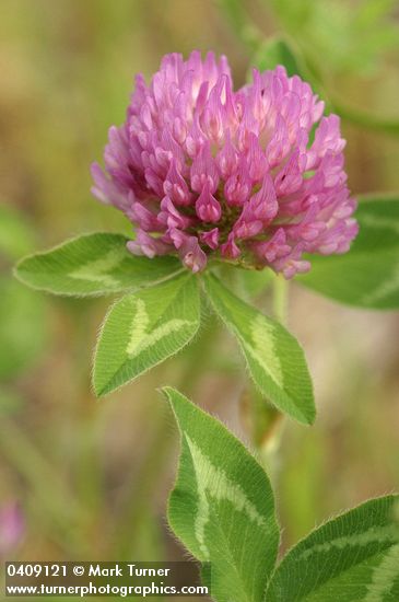 Red Clover blossom & foliage detail