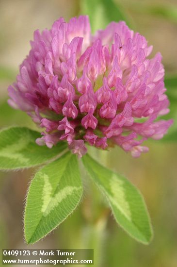 Red Clover blossom & foliage detail