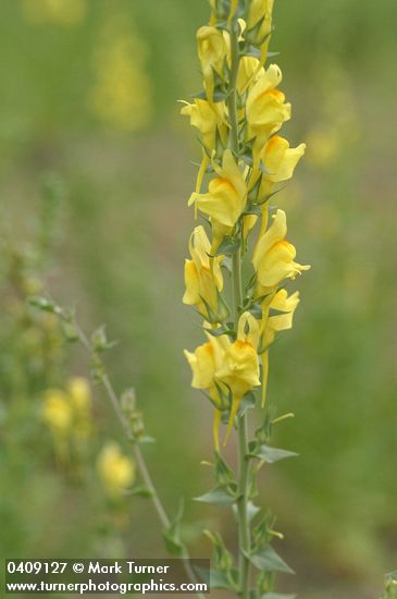 Dalmatian Toadflax