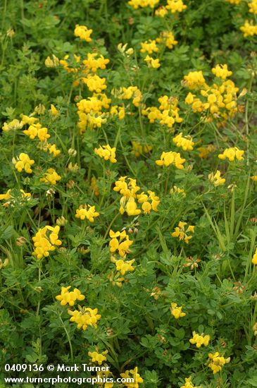 Bird's-foot Trefoil
