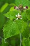 Black Raspberry blossom & foliage w/ morning dew
