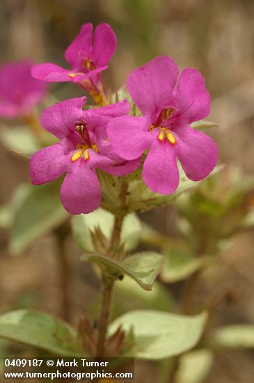 Cusick's Monkey Flower blossoms & foliage detail