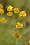 Austin's Fleabane blossoms